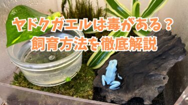 ヤドクガエルには毒がある？飼育できる種類やおすすめのケージ、餌を解説