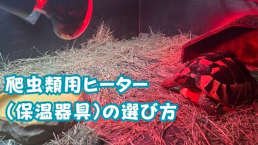 爬虫類用ヒーター（保温器具）はどれを選ぶ？種類と選び方を徹底解説